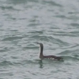 Species Image