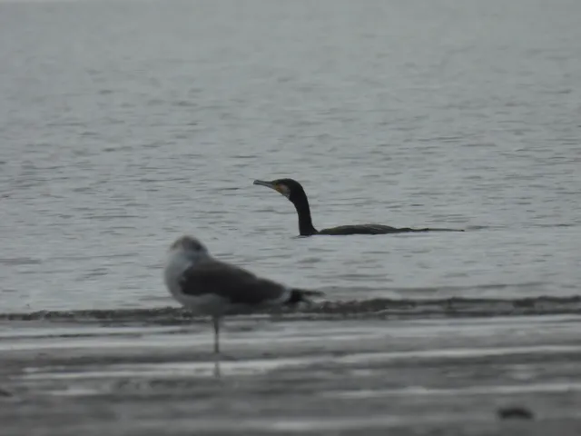 Species Image