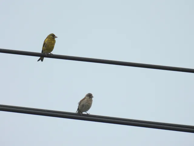 Species Image