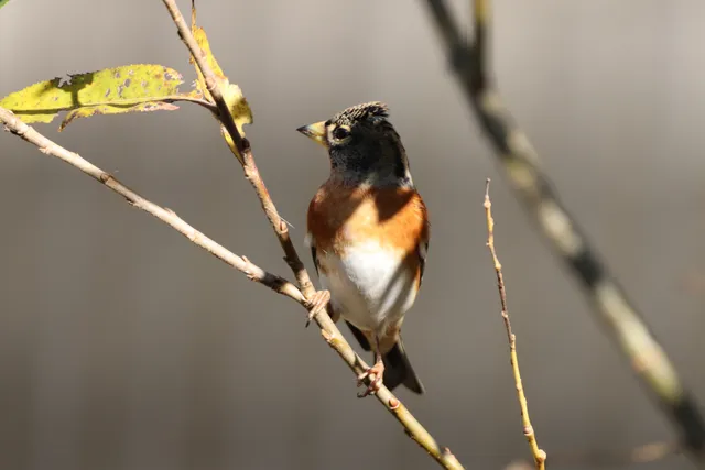 Species Image