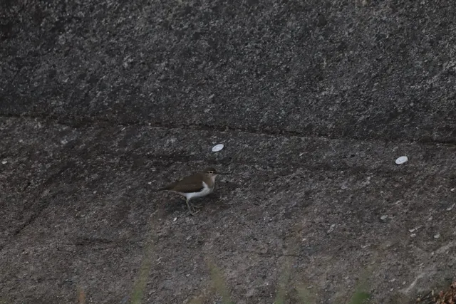 Species Image