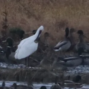 Species Image