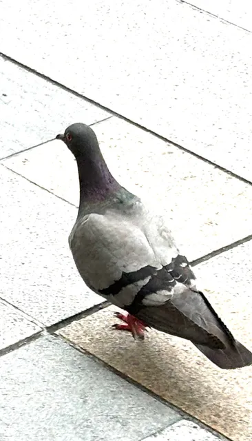 Species Image