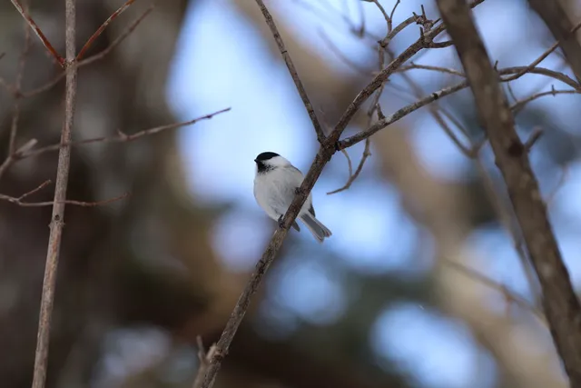 Species Image