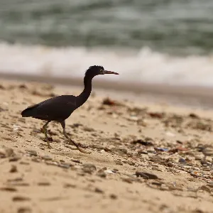Species Image