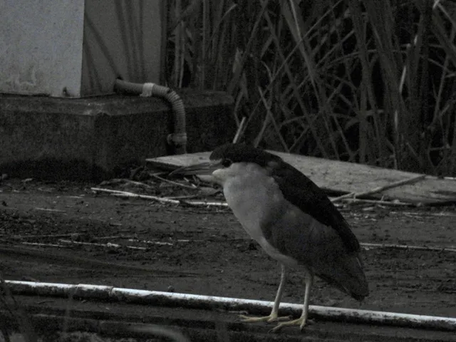 Species Image