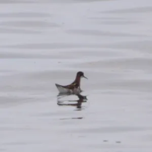 Species Image