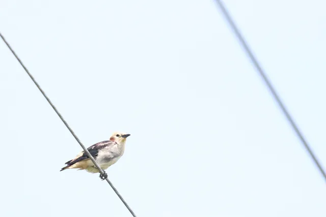 Species Image