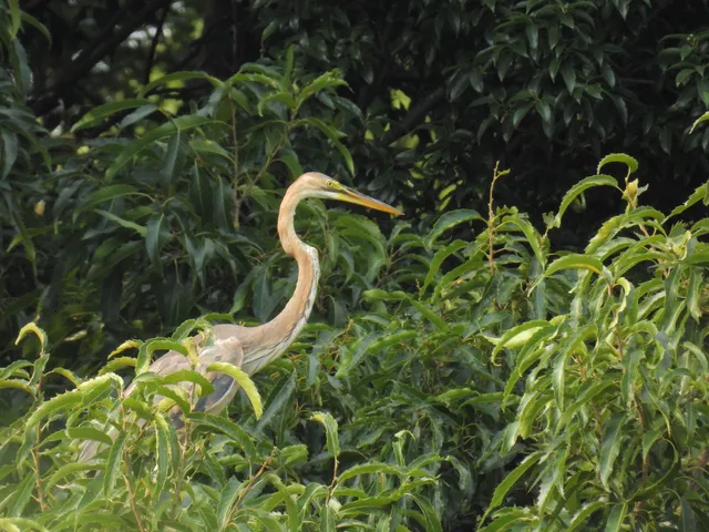 Species Image