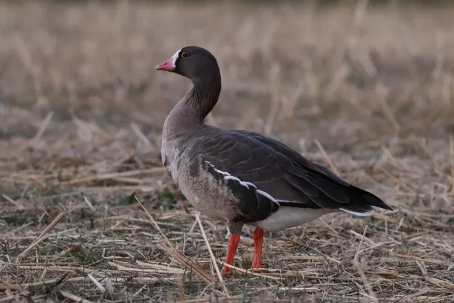 Species Image