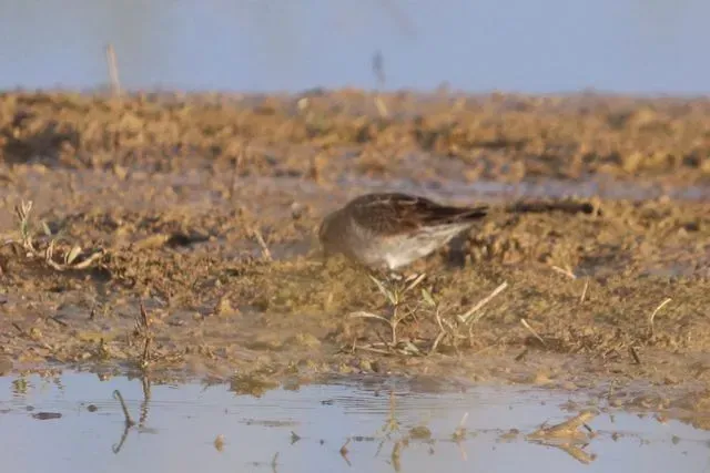 Species Image