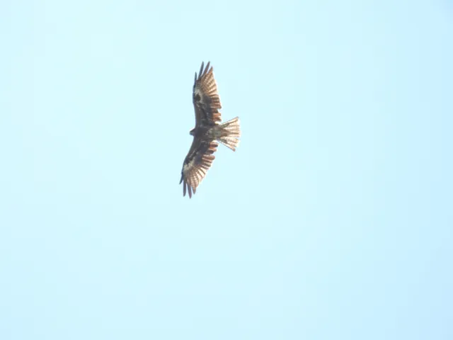 Species Image