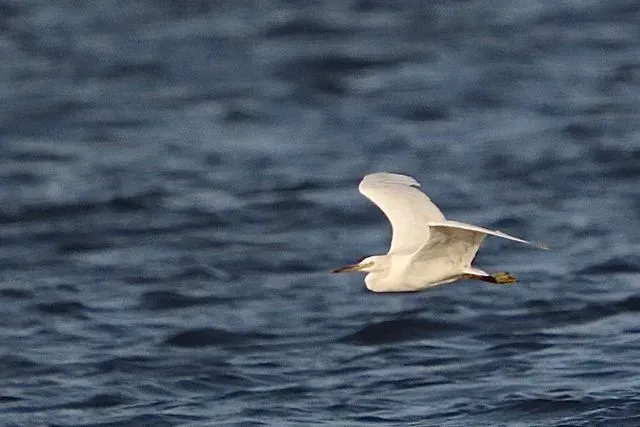 Species Image