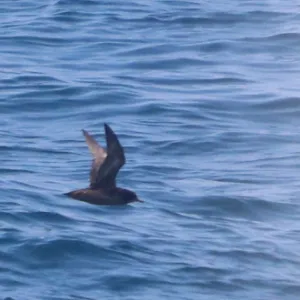 Species Image