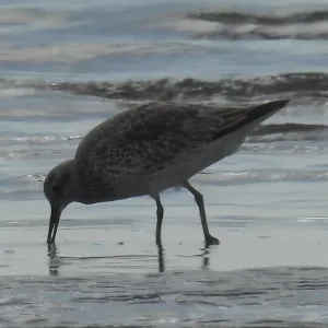 Species Image