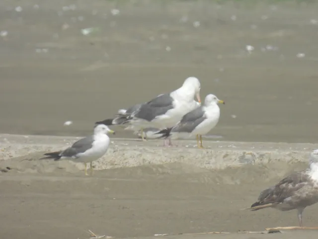 Species Image
