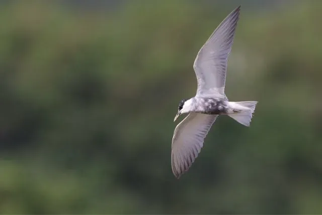野鳥の写真