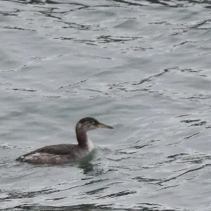 Species Image