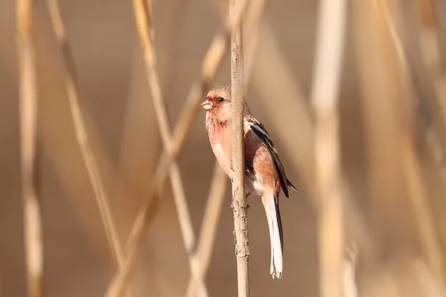 Species Image