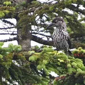 Species Image