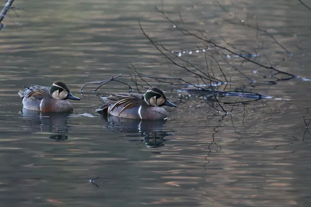 Species Image