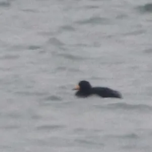 Species Image