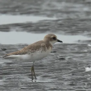 Species Image