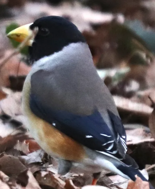 Species Image