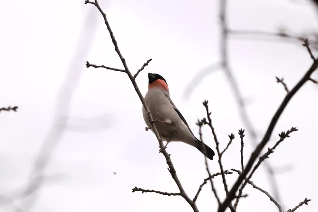 Species Image
