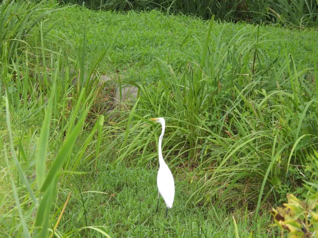 Species Image