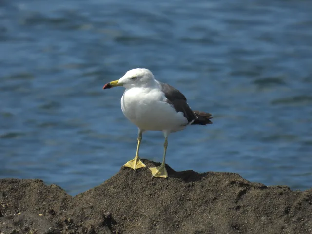 Species Image