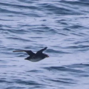 Species Image