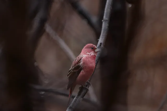Species Image