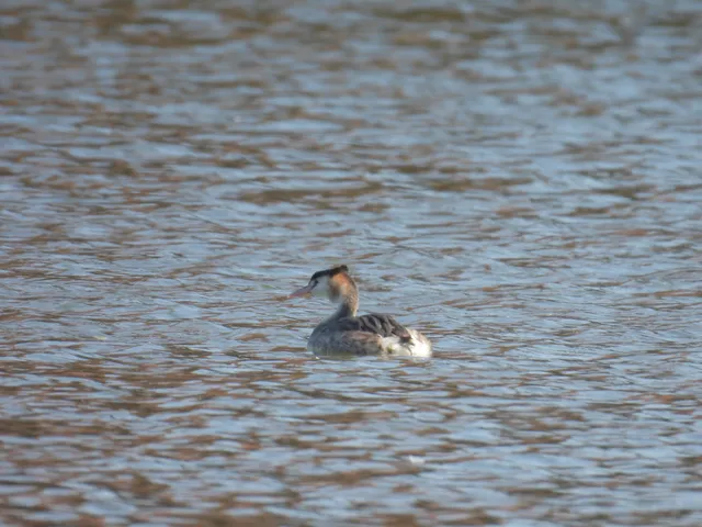 Species Image