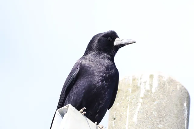 Species Image