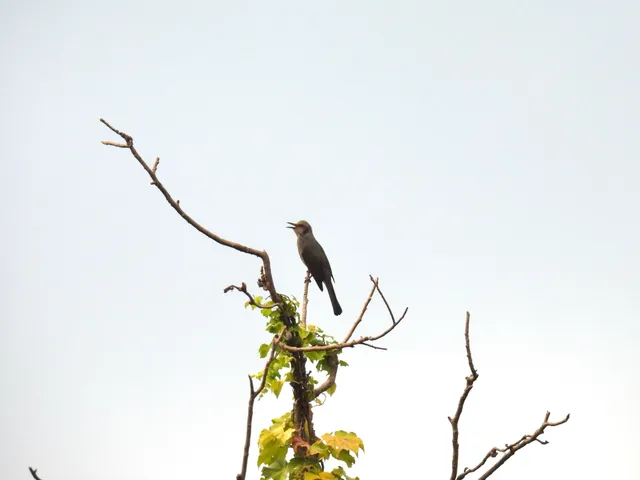 Species Image