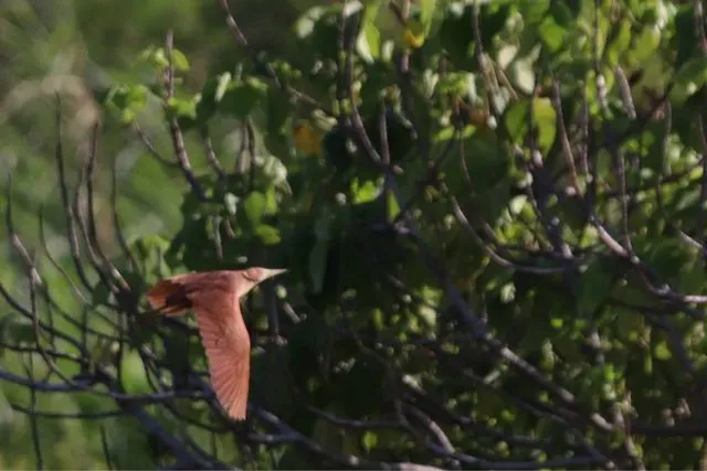 Species Image