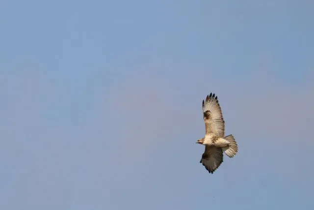 Species Image