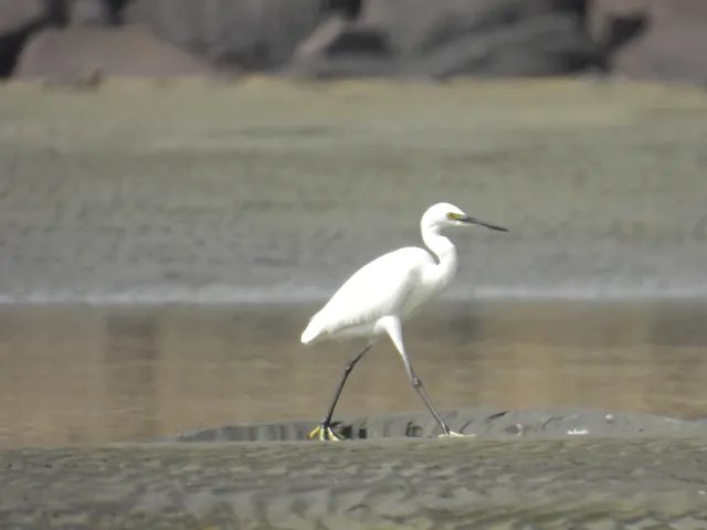 Species Image