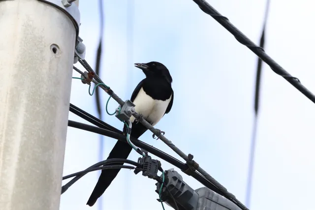 野鳥の写真