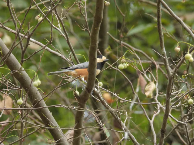 Species Image