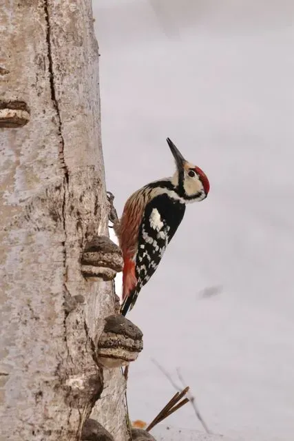 Species Image