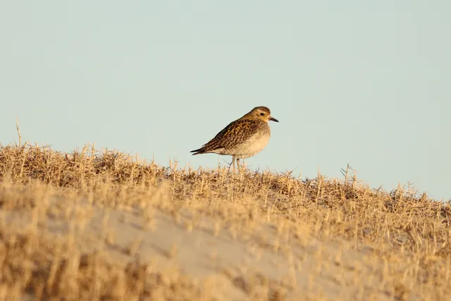 Species Image