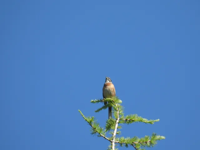 Species Image