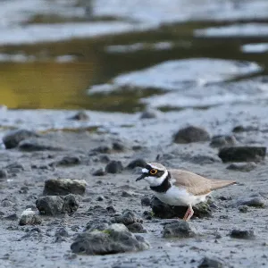 Species Image