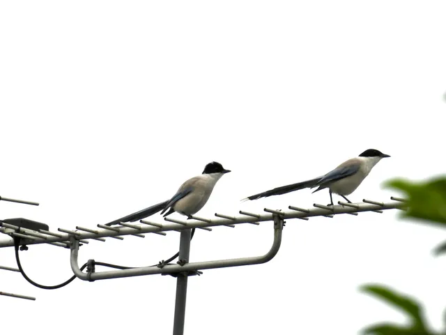 Species Image