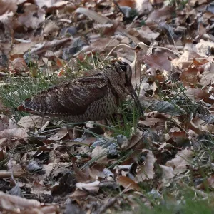 Species Image