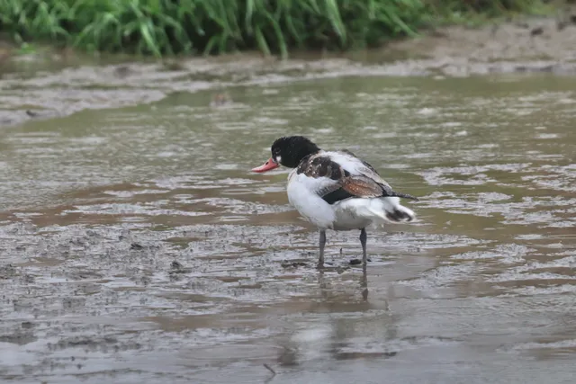 Species Image