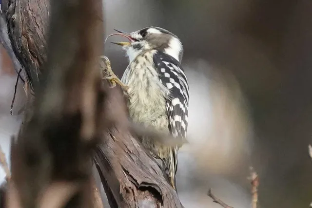 野鳥の写真