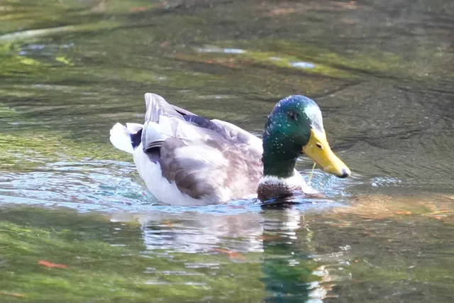 野鳥の写真